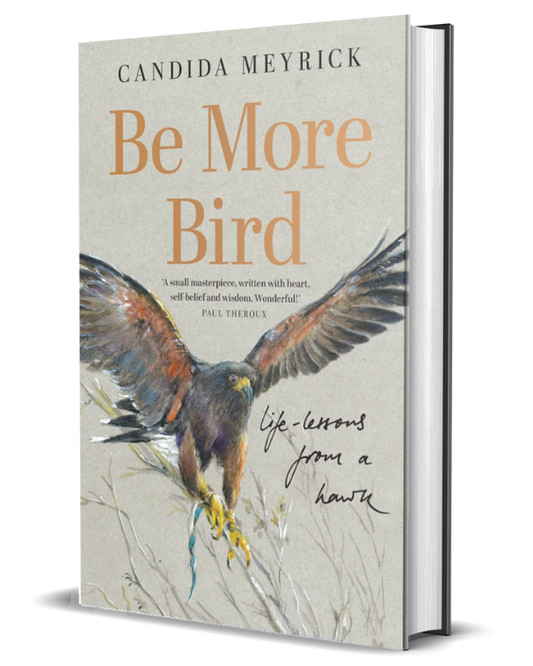Be More Bird: Life Lessons from a Hawk